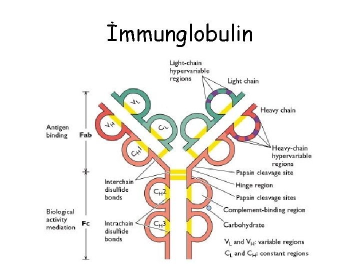 İmmunglobulin İmmunglobulin