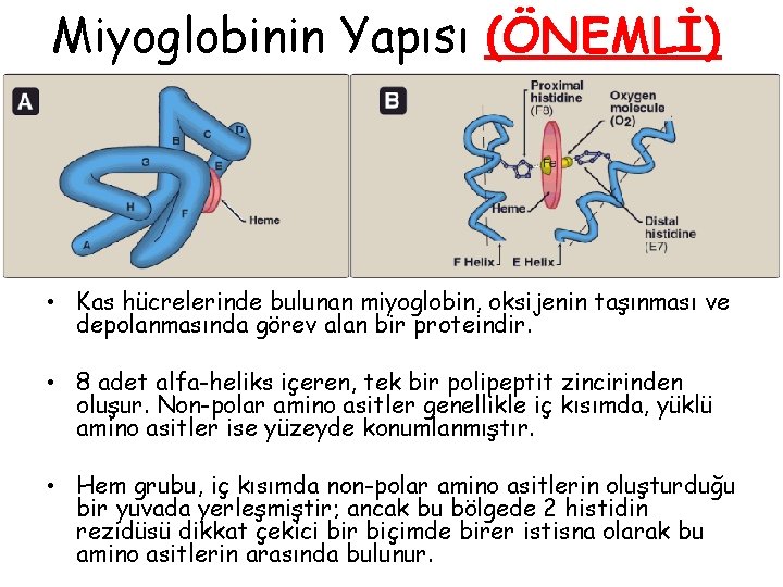 Miyoglobinin Yapısı (ÖNEMLİ) • Kas hücrelerinde bulunan miyoglobin, oksijenin taşınması ve depolanmasında görev alan Miyoglobinin Yapısı (ÖNEMLİ) • Kas hücrelerinde bulunan miyoglobin, oksijenin taşınması ve depolanmasında görev alan