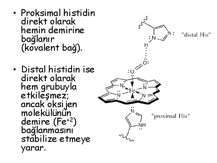 • Proksimal histidin direkt olarak hemin demirine bağlanır (kovalent bağ). • Distal histidin • Proksimal histidin direkt olarak hemin demirine bağlanır (kovalent bağ). • Distal histidin