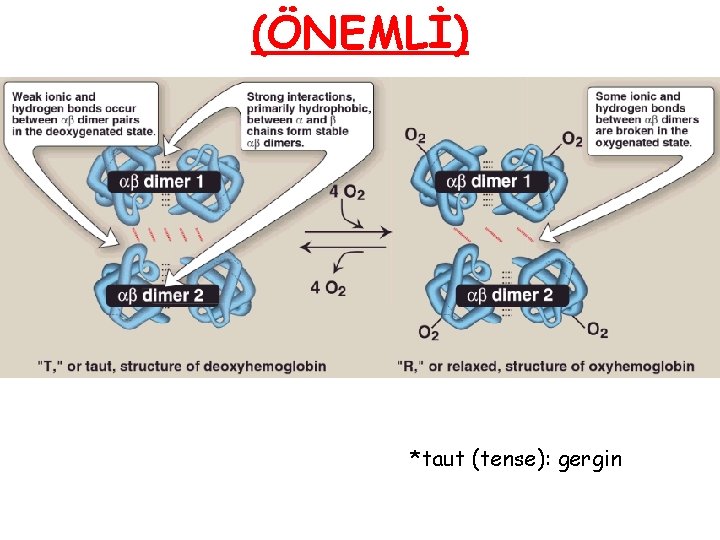 (ÖNEMLİ) *taut (tense): gergin (ÖNEMLİ) *taut (tense): gergin