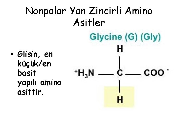 Nonpolar Yan Zincirli Amino Asitler • Glisin, en küçük/en basit yapılı amino asittir. Nonpolar Yan Zincirli Amino Asitler • Glisin, en küçük/en basit yapılı amino asittir.