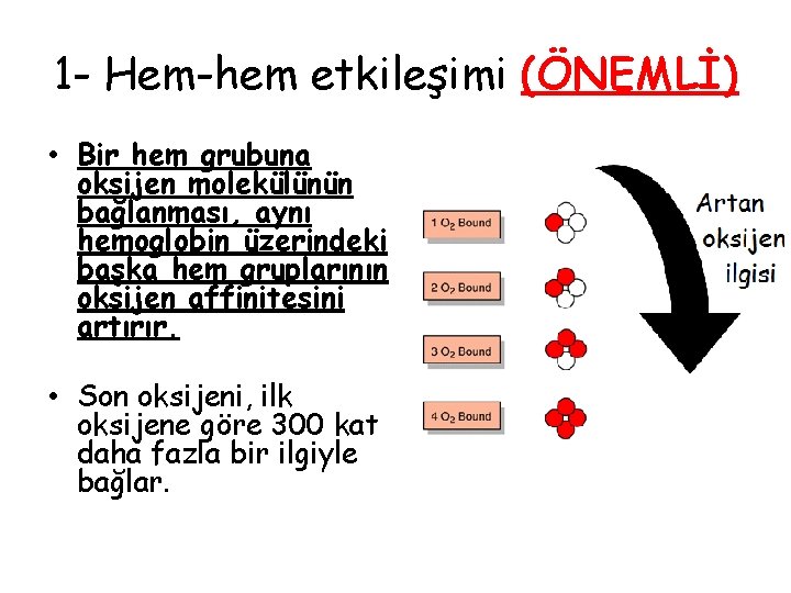 1 - Hem-hem etkileşimi (ÖNEMLİ) • Bir hem grubuna oksijen molekülünün bağlanması, aynı hemoglobin 1 - Hem-hem etkileşimi (ÖNEMLİ) • Bir hem grubuna oksijen molekülünün bağlanması, aynı hemoglobin