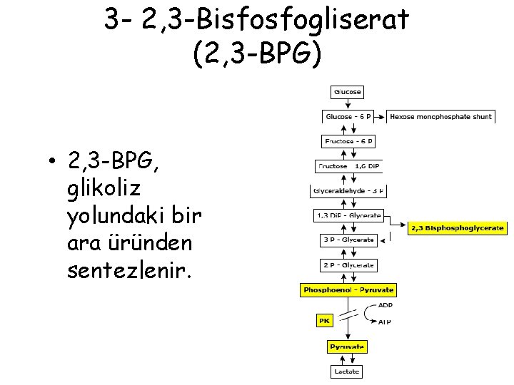 3 - 2, 3 -Bisfosfogliserat (2, 3 -BPG) • 2, 3 -BPG, glikoliz yolundaki 3 - 2, 3 -Bisfosfogliserat (2, 3 -BPG) • 2, 3 -BPG, glikoliz yolundaki