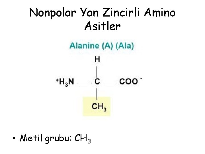 Nonpolar Yan Zincirli Amino Asitler • Metil grubu: CH 3 Nonpolar Yan Zincirli Amino Asitler • Metil grubu: CH 3