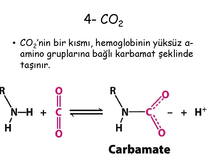 4 - CO 2 • CO 2’nin bir kısmı, hemoglobinin yüksüz αamino gruplarına bağlı 4 - CO 2 • CO 2’nin bir kısmı, hemoglobinin yüksüz αamino gruplarına bağlı