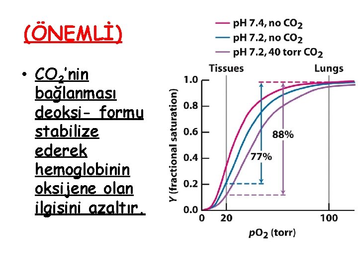 (ÖNEMLİ) • CO 2’nin bağlanması deoksi- formu stabilize ederek hemoglobinin oksijene olan ilgisini azaltır. (ÖNEMLİ) • CO 2’nin bağlanması deoksi- formu stabilize ederek hemoglobinin oksijene olan ilgisini azaltır.