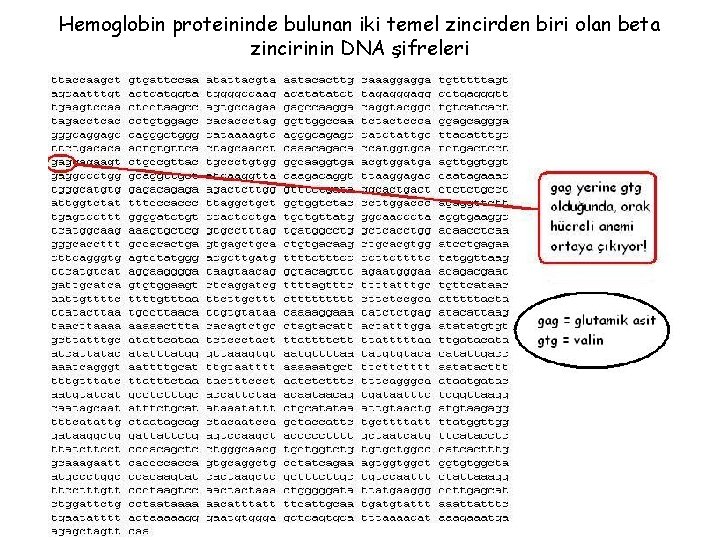 Hemoglobin proteininde bulunan iki temel zincirden biri olan beta zincirinin DNA şifreleri Hemoglobin proteininde bulunan iki temel zincirden biri olan beta zincirinin DNA şifreleri