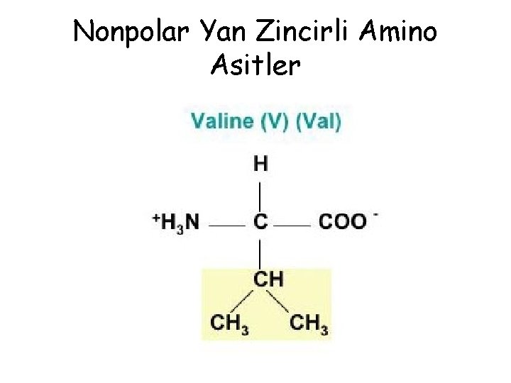 Nonpolar Yan Zincirli Amino Asitler Nonpolar Yan Zincirli Amino Asitler