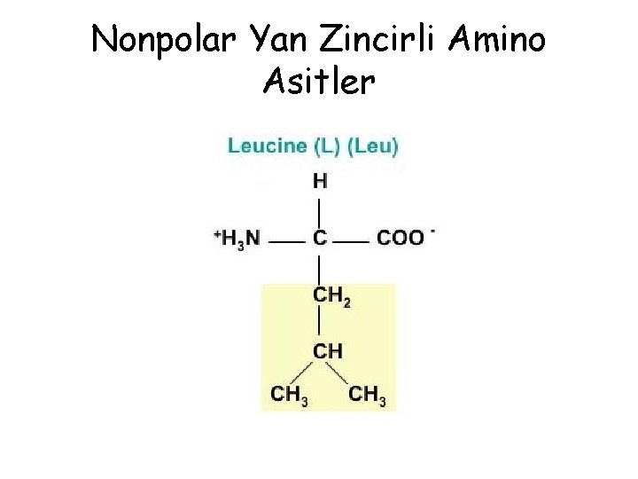 Nonpolar Yan Zincirli Amino Asitler Nonpolar Yan Zincirli Amino Asitler