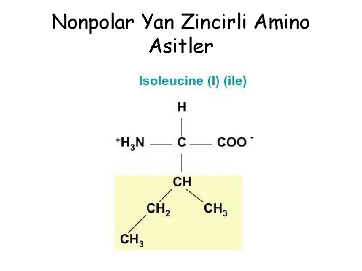 Nonpolar Yan Zincirli Amino Asitler Nonpolar Yan Zincirli Amino Asitler