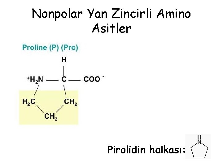 Nonpolar Yan Zincirli Amino Asitler Pirolidin halkası: Nonpolar Yan Zincirli Amino Asitler Pirolidin halkası: