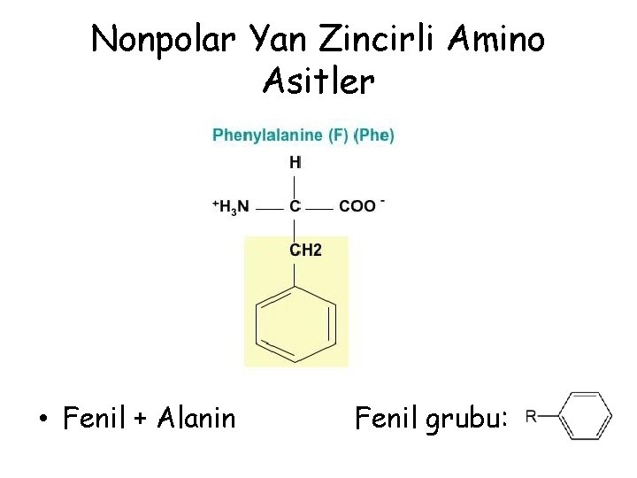 Nonpolar Yan Zincirli Amino Asitler • Fenil + Alanin Fenil grubu: Nonpolar Yan Zincirli Amino Asitler • Fenil + Alanin Fenil grubu: