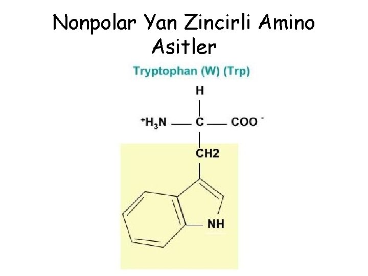 Nonpolar Yan Zincirli Amino Asitler Nonpolar Yan Zincirli Amino Asitler