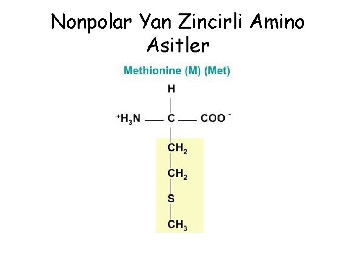 Nonpolar Yan Zincirli Amino Asitler Nonpolar Yan Zincirli Amino Asitler