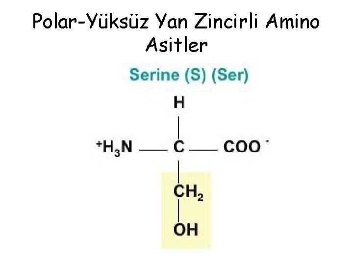 Polar-Yüksüz Yan Zincirli Amino Asitler Polar-Yüksüz Yan Zincirli Amino Asitler