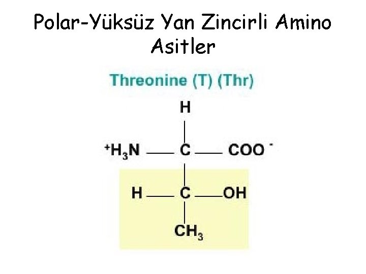 Polar-Yüksüz Yan Zincirli Amino Asitler Polar-Yüksüz Yan Zincirli Amino Asitler