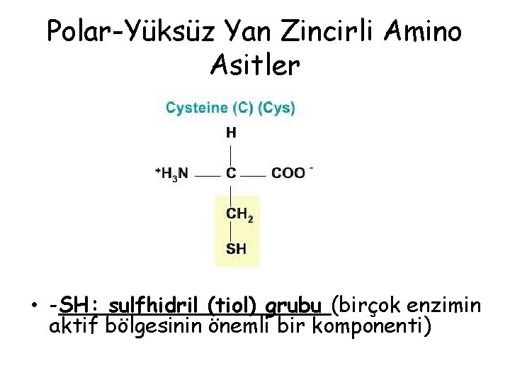Polar-Yüksüz Yan Zincirli Amino Asitler • -SH: sulfhidril (tiol) grubu (birçok enzimin aktif bölgesinin Polar-Yüksüz Yan Zincirli Amino Asitler • -SH: sulfhidril (tiol) grubu (birçok enzimin aktif bölgesinin