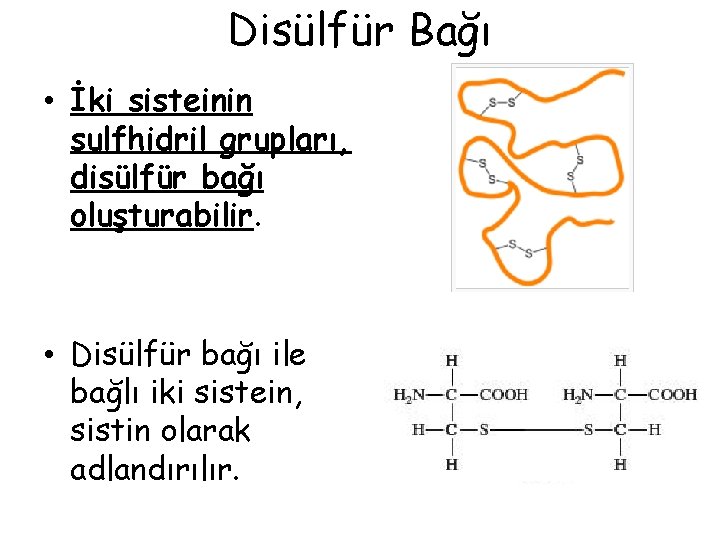 Disülfür Bağı • İki sisteinin sulfhidril grupları, disülfür bağı oluşturabilir. • Disülfür bağı ile Disülfür Bağı • İki sisteinin sulfhidril grupları, disülfür bağı oluşturabilir. • Disülfür bağı ile