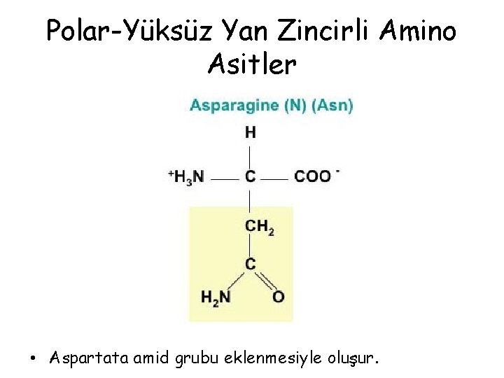 Polar-Yüksüz Yan Zincirli Amino Asitler • Aspartata amid grubu eklenmesiyle oluşur. Polar-Yüksüz Yan Zincirli Amino Asitler • Aspartata amid grubu eklenmesiyle oluşur.