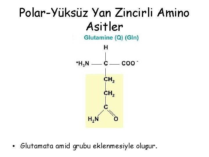Polar-Yüksüz Yan Zincirli Amino Asitler • Glutamata amid grubu eklenmesiyle oluşur. Polar-Yüksüz Yan Zincirli Amino Asitler • Glutamata amid grubu eklenmesiyle oluşur.