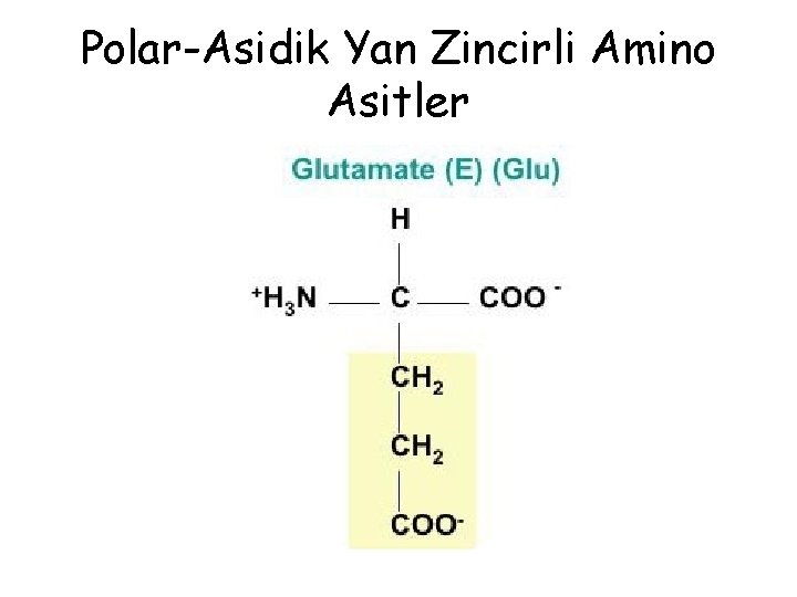Polar-Asidik Yan Zincirli Amino Asitler Polar-Asidik Yan Zincirli Amino Asitler
