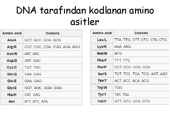 DNA tarafından kodlanan amino asitler DNA tarafından kodlanan amino asitler