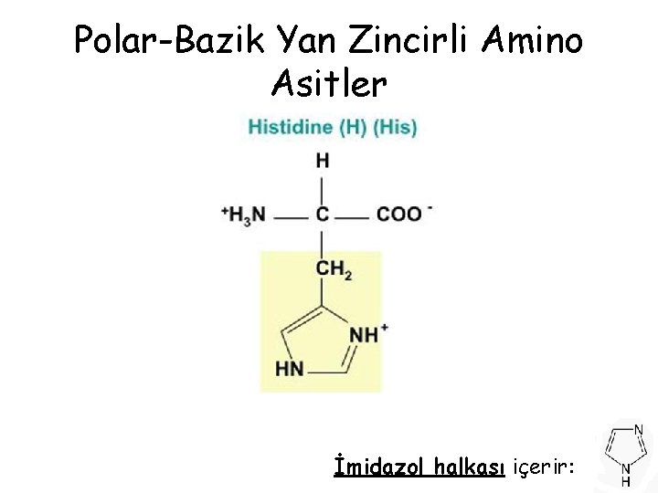 Polar-Bazik Yan Zincirli Amino Asitler İmidazol halkası içerir: Polar-Bazik Yan Zincirli Amino Asitler İmidazol halkası içerir: