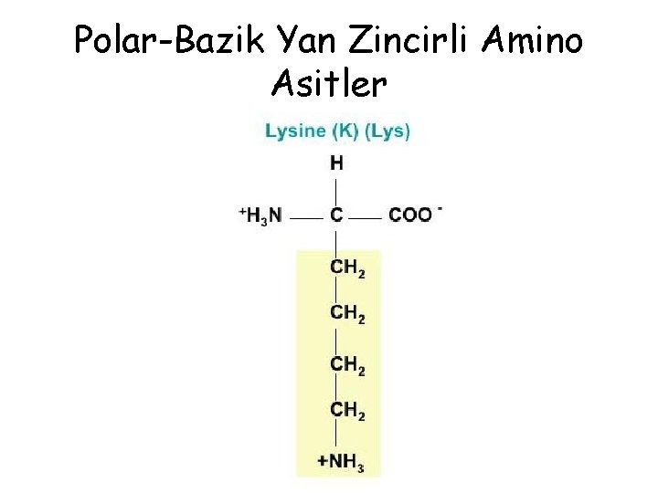 Polar-Bazik Yan Zincirli Amino Asitler Polar-Bazik Yan Zincirli Amino Asitler