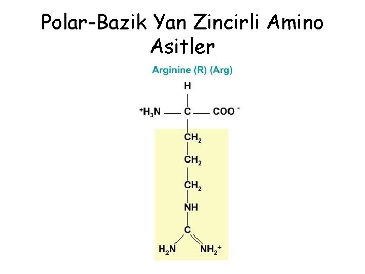 Polar-Bazik Yan Zincirli Amino Asitler Polar-Bazik Yan Zincirli Amino Asitler