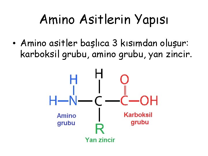 Amino Asitlerin Yapısı • Amino asitler başlıca 3 kısımdan oluşur: karboksil grubu, amino grubu, Amino Asitlerin Yapısı • Amino asitler başlıca 3 kısımdan oluşur: karboksil grubu, amino grubu,