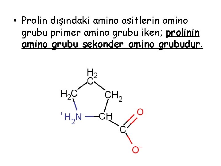 • Prolin dışındaki amino asitlerin amino grubu primer amino grubu iken; prolinin amino • Prolin dışındaki amino asitlerin amino grubu primer amino grubu iken; prolinin amino