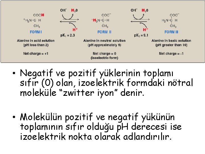 • Negatif ve pozitif yüklerinin toplamı sıfır (0) olan, izoelektrik formdaki nötral moleküle • Negatif ve pozitif yüklerinin toplamı sıfır (0) olan, izoelektrik formdaki nötral moleküle
