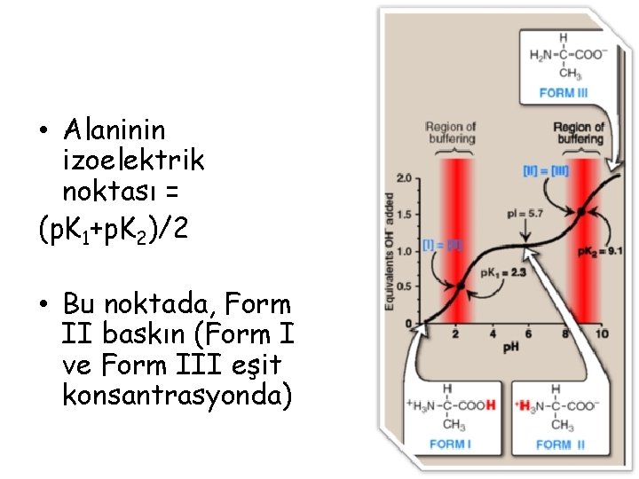 • Alaninin izoelektrik noktası = (p. K 1+p. K 2)/2 • Bu noktada, • Alaninin izoelektrik noktası = (p. K 1+p. K 2)/2 • Bu noktada,