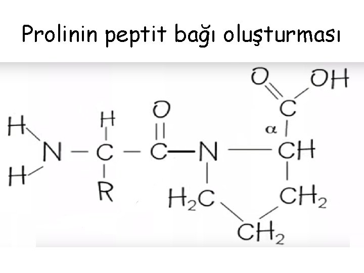 Prolinin peptit bağı oluşturması Prolinin peptit bağı oluşturması