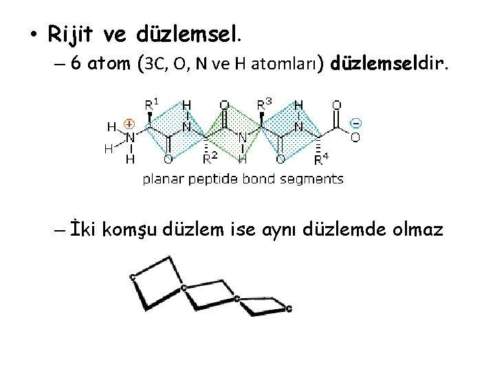 • Rijit ve düzlemsel. – 6 atom (3 C, O, N ve H • Rijit ve düzlemsel. – 6 atom (3 C, O, N ve H