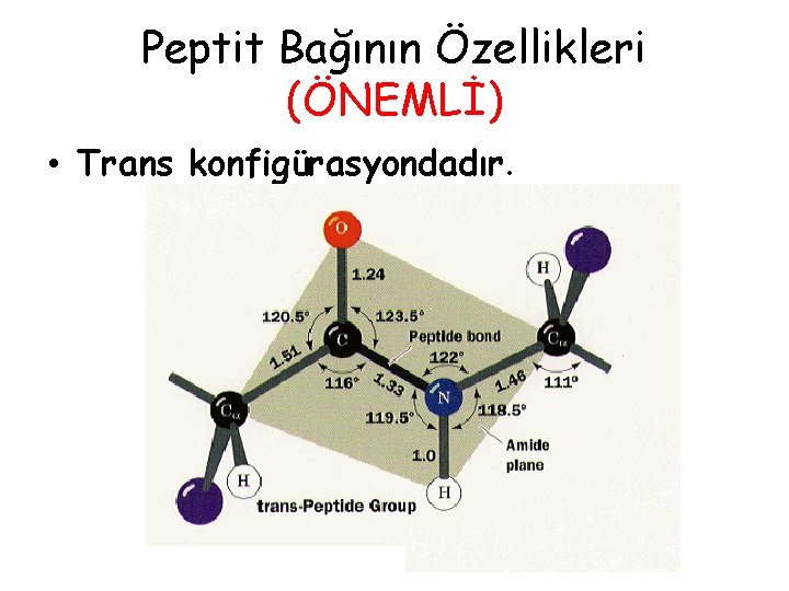 Peptit Bağının Özellikleri (ÖNEMLİ) • Trans konfigürasyondadır. Peptit Bağının Özellikleri (ÖNEMLİ) • Trans konfigürasyondadır.