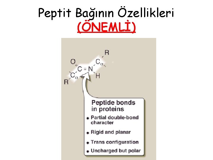 Peptit Bağının Özellikleri (ÖNEMLİ) Peptit Bağının Özellikleri (ÖNEMLİ)