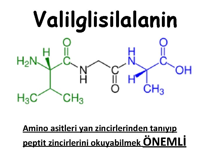 Valilglisilalanin Amino asitleri yan zincirlerinden tanıyıp peptit zincirlerini okuyabilmek ÖNEMLİ Valilglisilalanin Amino asitleri yan zincirlerinden tanıyıp peptit zincirlerini okuyabilmek ÖNEMLİ