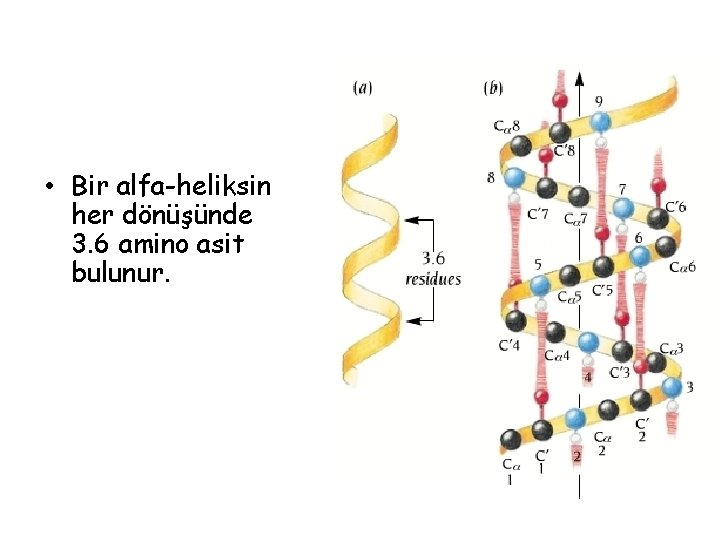 • Bir alfa-heliksin her dönüşünde 3. 6 amino asit bulunur. • Bir alfa-heliksin her dönüşünde 3. 6 amino asit bulunur.