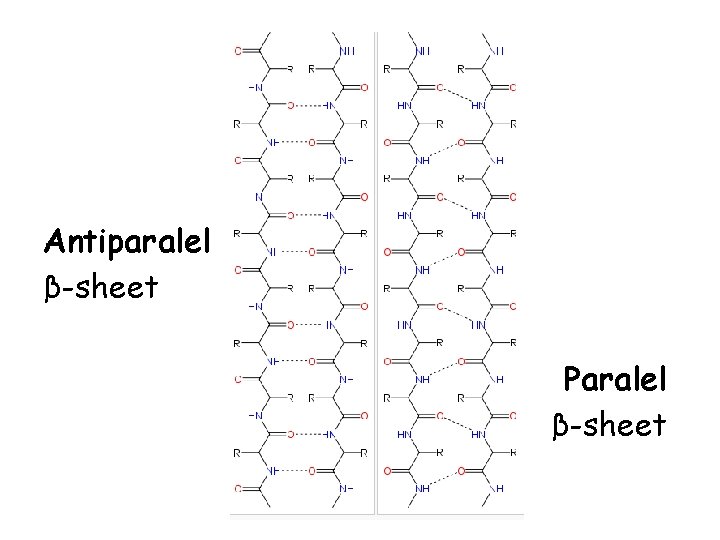 Antiparalel β-sheet Paralel β-sheet Antiparalel β-sheet Paralel β-sheet