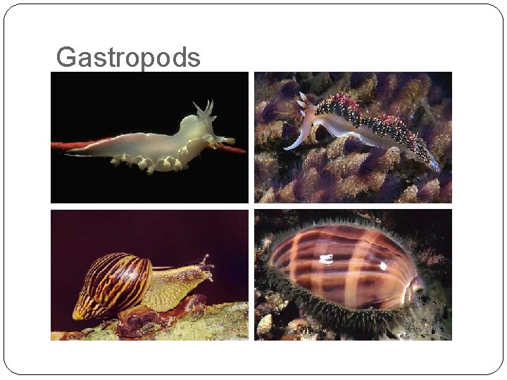 Gastropods 