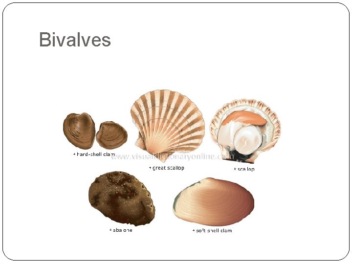 Bivalves 