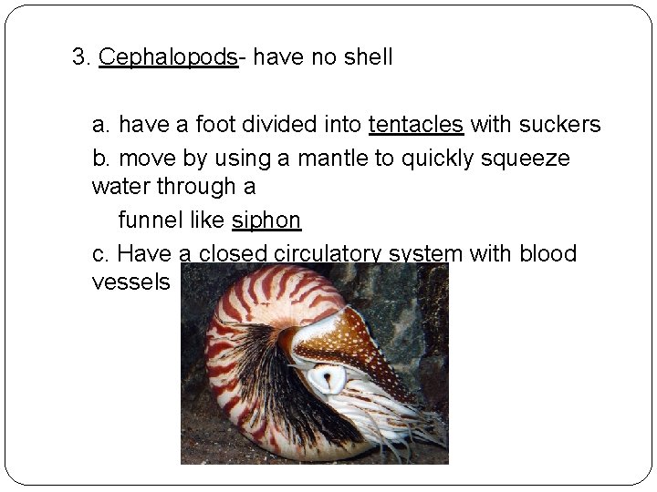 3. Cephalopods- have no shell a. have a foot divided into tentacles with suckers