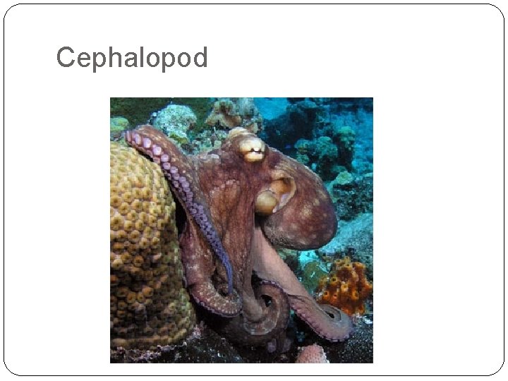 Cephalopod 