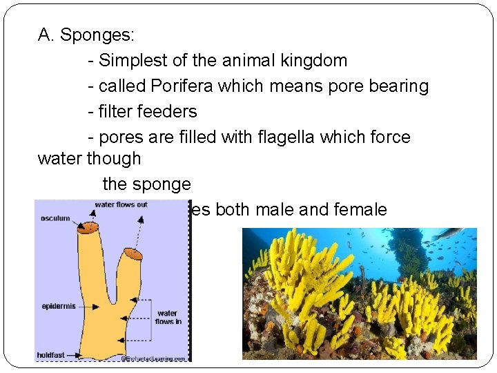 A. Sponges: - Simplest of the animal kingdom - called Porifera which means pore