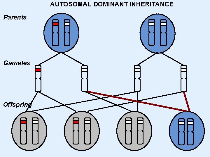 In Autosomal Dominant Inheritance Cgi Newsid