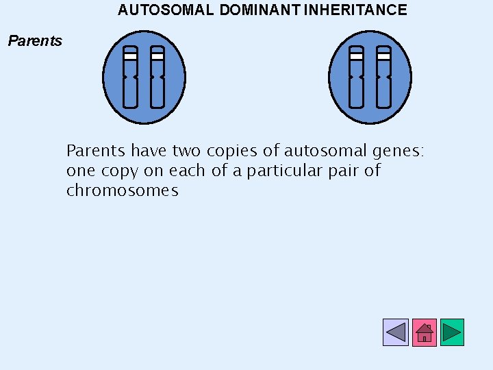 In Autosomal Dominant Inheritance Php Photoid