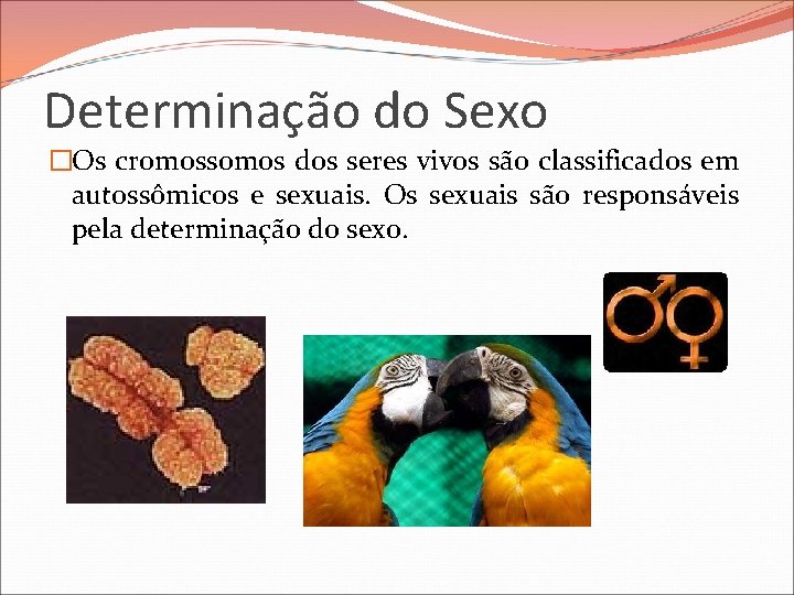 Determinação do Sexo �Os cromossomos dos seres vivos são classificados em autossômicos e sexuais.