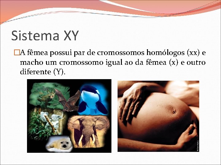 Sistema XY �A fêmea possui par de cromossomos homólogos (xx) e macho um cromossomo