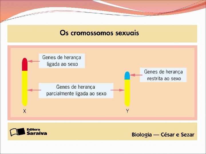 Herança dos Cromossomos Sexuais 